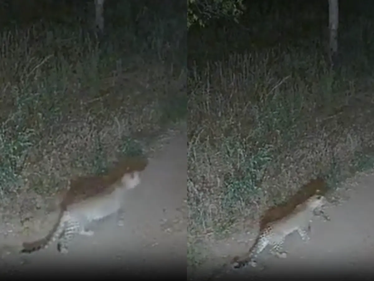 सीकर में लेपर्ड का आतंक... नीमकाथाना के भगोठ गांव में एक साथ दिखे 3 तेंदुए, CCTV में कैद हुआ मूवमेंट