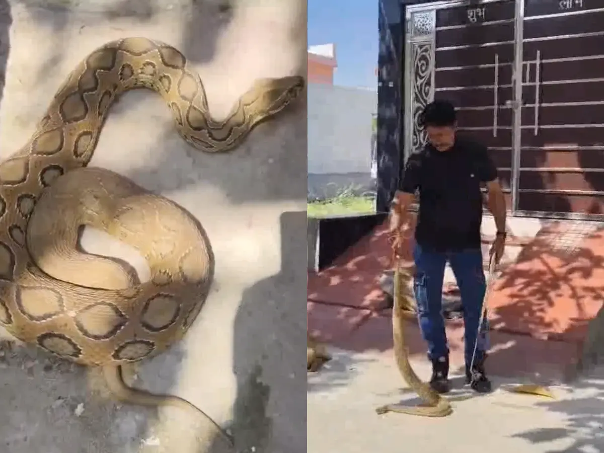 Kota News: कुन्हाड़ी में निकला 5.5 फीट लंबा रसल वाइपर, कोबरा से भी खतरनाक सांप का रेस्क्यू