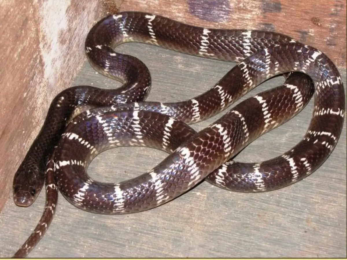 Rajasthan Snakes In Summer: सावधान राजस्थान! गर्मी में बाहर आते हैं ये ...
