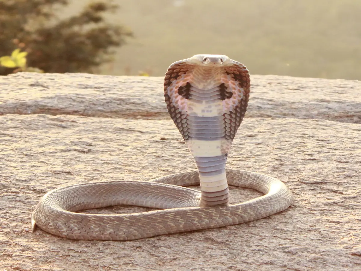 Rajasthan Snakes In Summer: सावधान राजस्थान! गर्मी में बाहर आते हैं ये ...