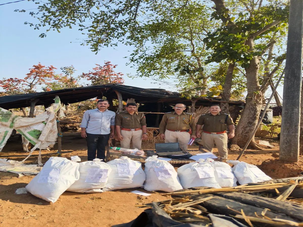 Pratapgarh: गेहूं की फसल के बीच हो रही थी अवैध गांजे की खेती, 41 किलो 685 ग्राम गांजा जब्त