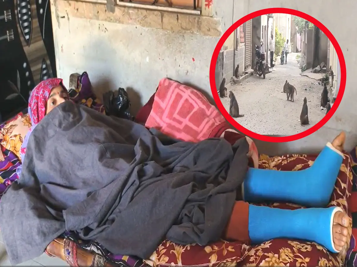 अलवर के घातक बंदर, बचने के लिए महिला छत से कूदी, पैर फैक्चर