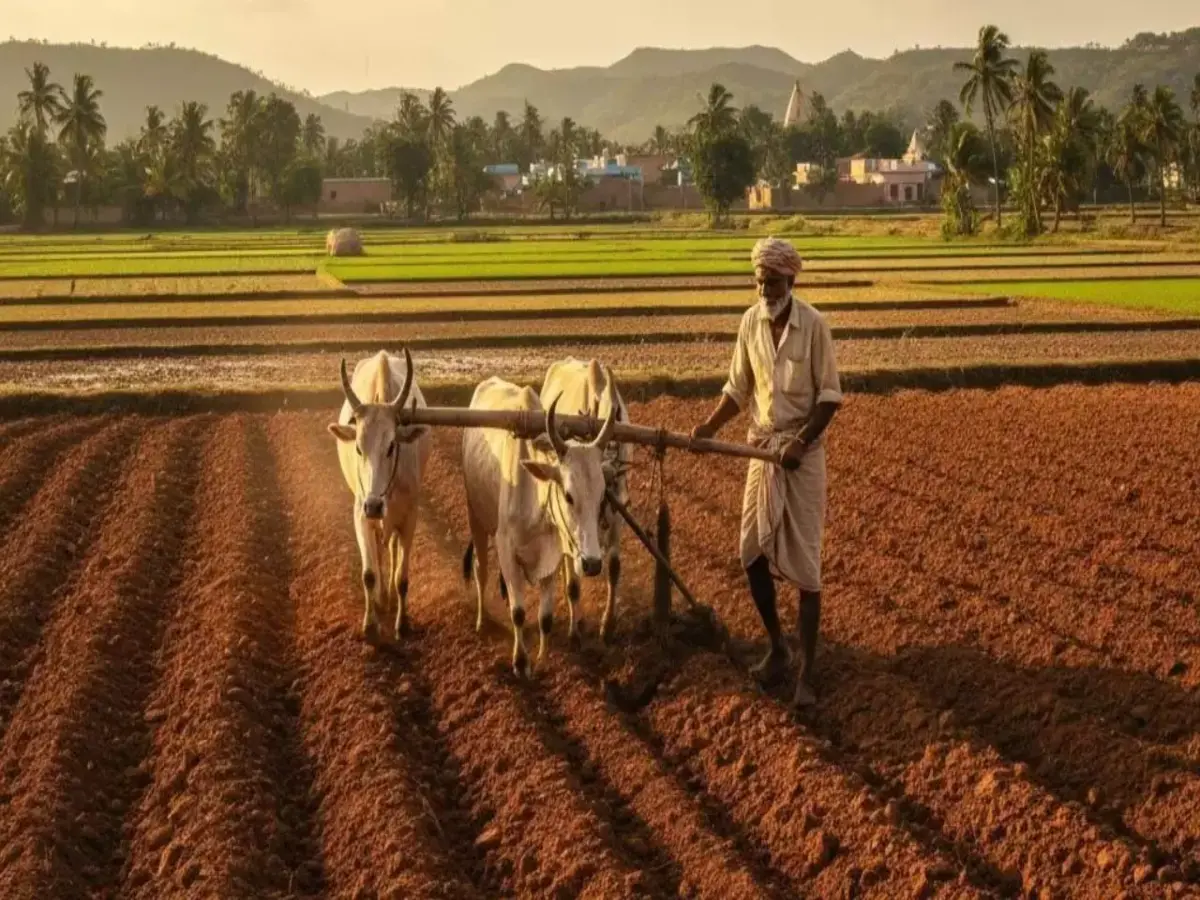 राजस्थान के किसानों की बल्ले-बल्ले! MSP पर सरकार खरीदेगी रबी की फसलें