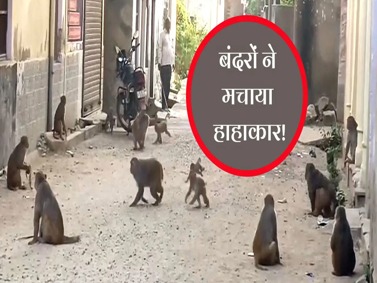 राजस्थान में बंदरों का कहर, युवक का कान ही काट लिया, फिर...