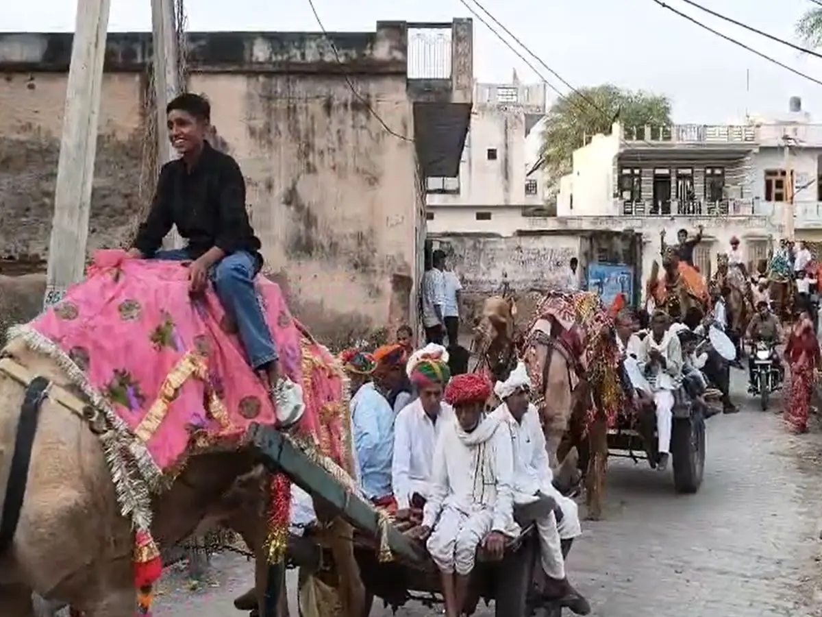 राजस्थान के इस गांव में लौट आई पुरानी परंपरा, ऊंटों पर शाही स्टाइल में निकले दूल्हे राजा