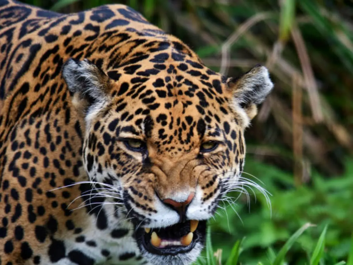 पैंथरों के झुंड ने युवक पर किया हमला, हाथ-पैर नोंचे, सिर पर आई गंभीर चोटें, जानें कैसे बची जान