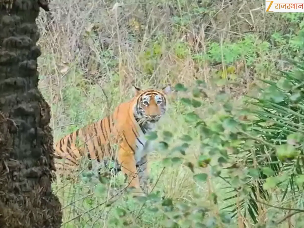 सरिस्का में बढ़ा बाघों का कुनबा, बाघिन ST-17 ने तीन शावकों को दिया जन्म, संख्या बढ़कर हुआ 53 के पार
