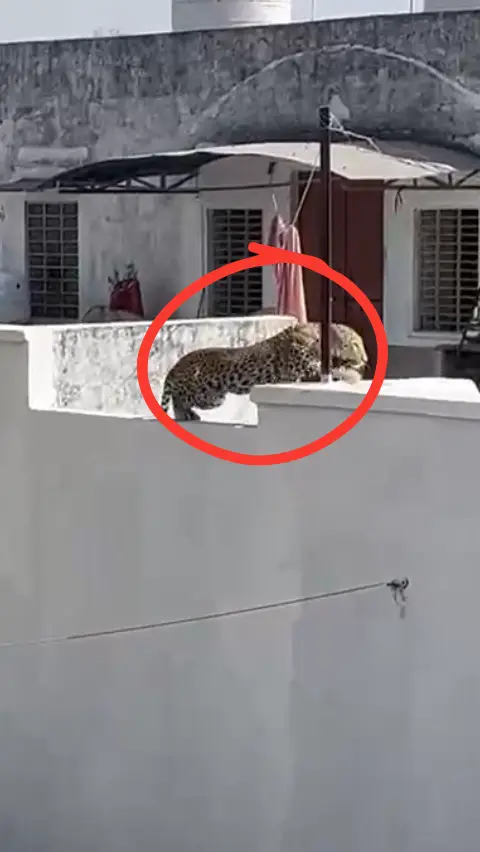 रींगस में पैंथर ने किया महिला पर हमला, मची अफरा-तफरी