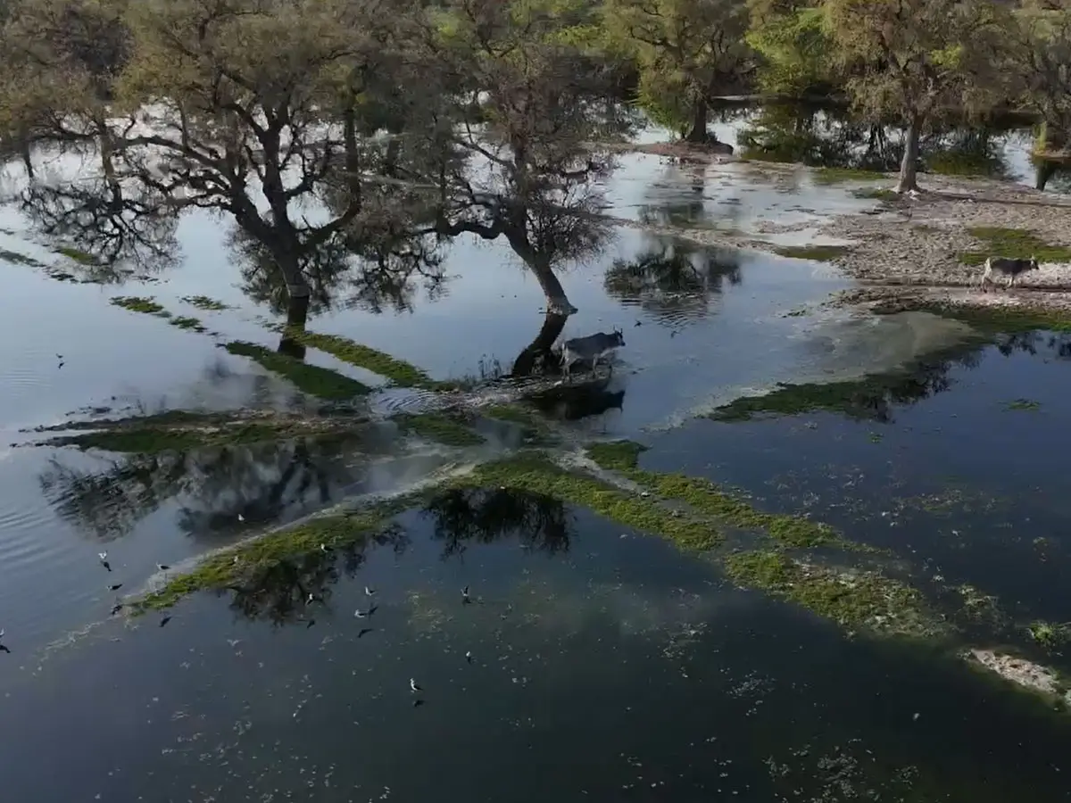 जोधपुर-पाली की नदियों में रोज बह रहा जहरीला पानी, लाखों लोगों की जिंदगी खतरे में!