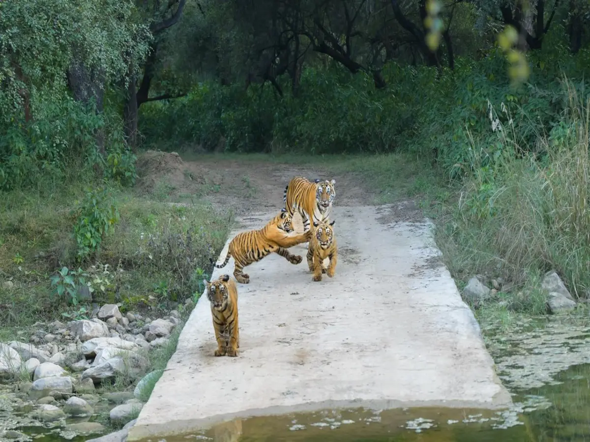 Rajasthan News: 22 साल में शून्य से शिखर पर पहुंचा सरिस्का, अब बाघों की संख्या 50 पार
