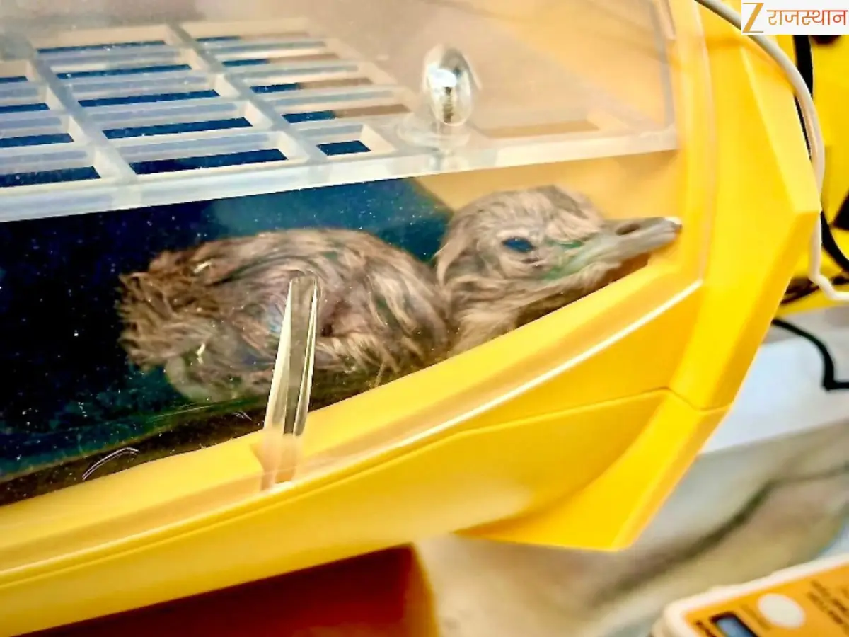 खतरे में थी प्रजाति, अब उम्मीद जगी! जैसलमेर में आर्टिफिशियल इंसेमिनेशन से जन्मे दो चूजे