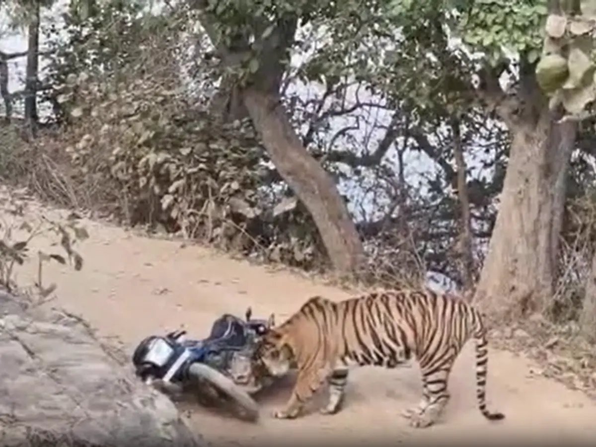 रणथंभौर टाइगर रिजर्व में Tiger का हमला, वनकर्मियों की बाइक की सीट फाड़ी, बाल-बाल बची जान