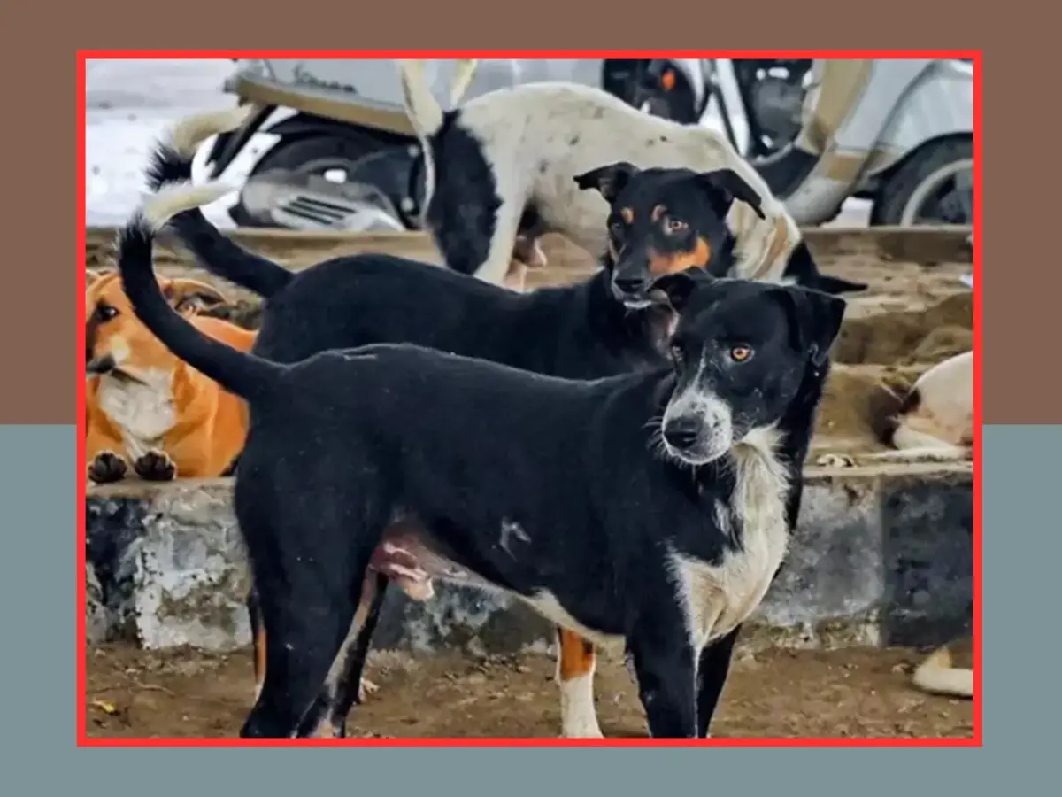 10 घंटे के भ्रूण को झाड़ियों में नोंच रहे थे कुत्ते और सूअर, नवजात को देख न्यू मेडिकल कॉलेज में मचा हड़कंप