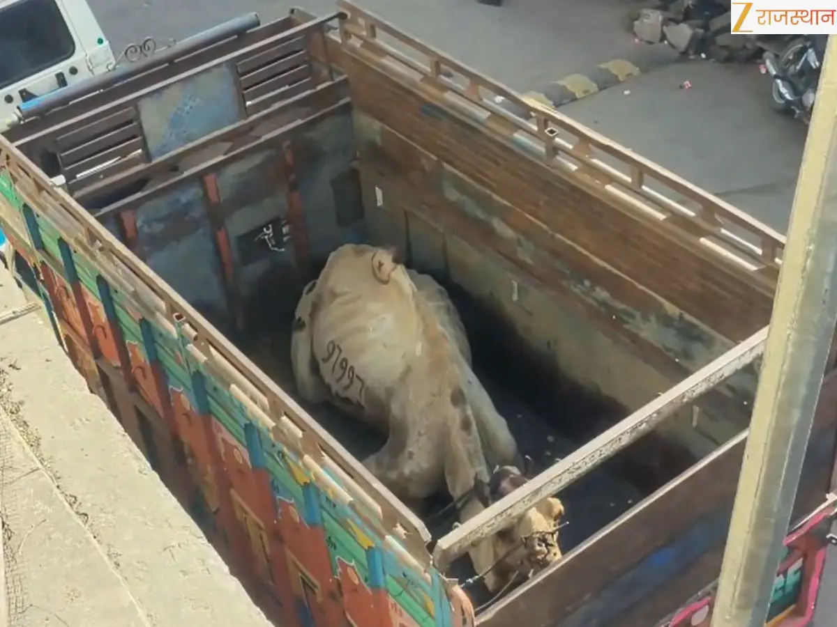 अलवर एक्सप्रेसवे पर पिकअप में बंधा मिला ऊंट, पुलिस को देख तस्कर फरार, केस दर्ज
