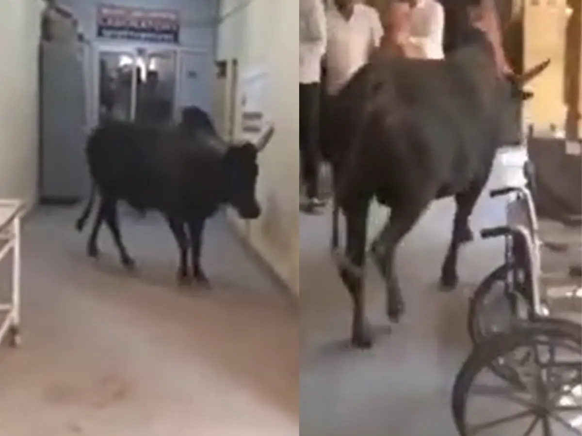 उप जिला अस्पताल के निरीक्षण पर निकले 'नंदी'! कर्मचारियों में मची अफरा-तफरी, Video Viral