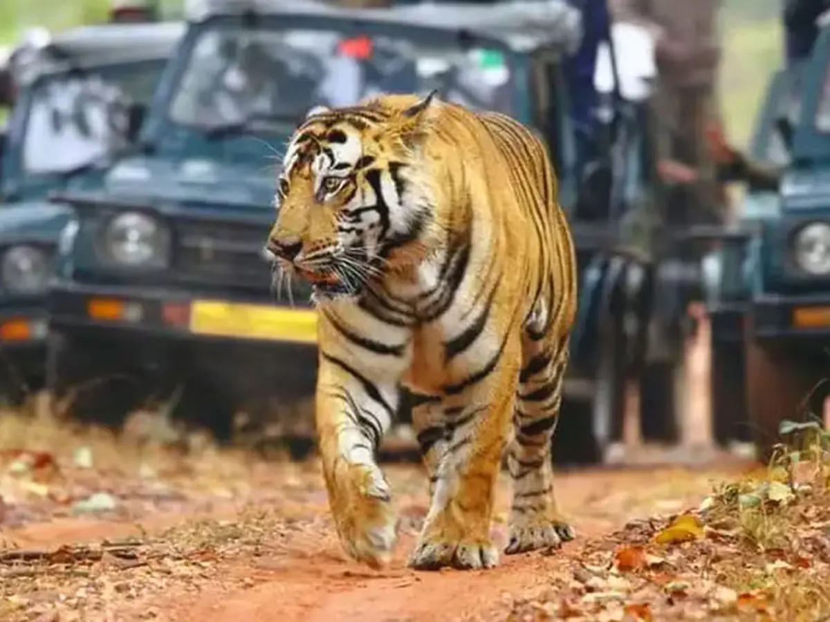 Video : रणथम्भौर में बाघों का दीदार हुवा महंगा! जानिए नई फीस