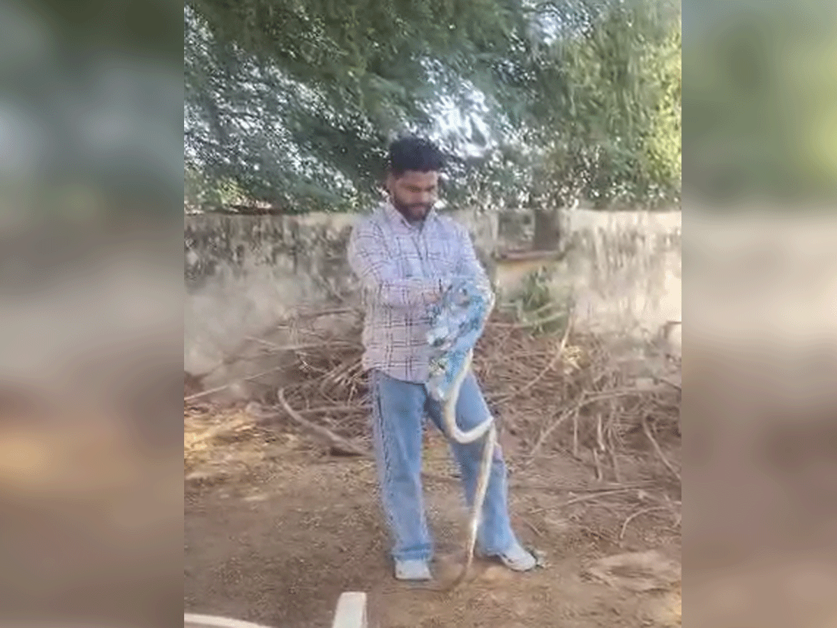 Alwar: घर में लकड़ियों के बीच मिला 10 फुट लंबा घोड़ा पछाड़ सांप, देखें वीडियो