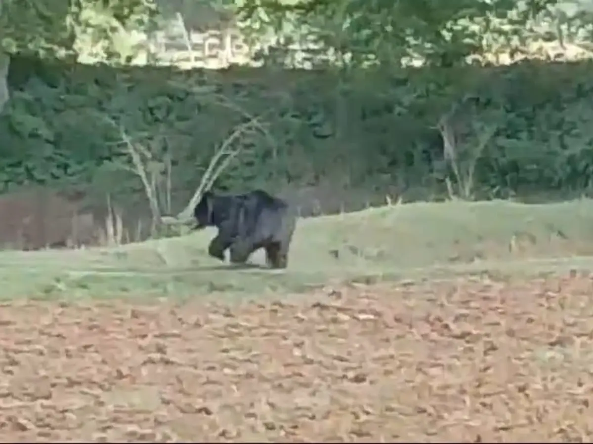 Bhilwara Video: जंगल से निकलकर खेत में घुसा भालू, इलाके में फैली दहशत, देखें वीडियो