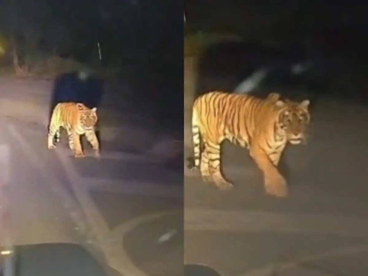 Rajasthan News: रणथम्भौर की बाघिन T-39 ने जैतपुर-बोदल मार्ग पर डाला डेर, राहगीरों में दहसत