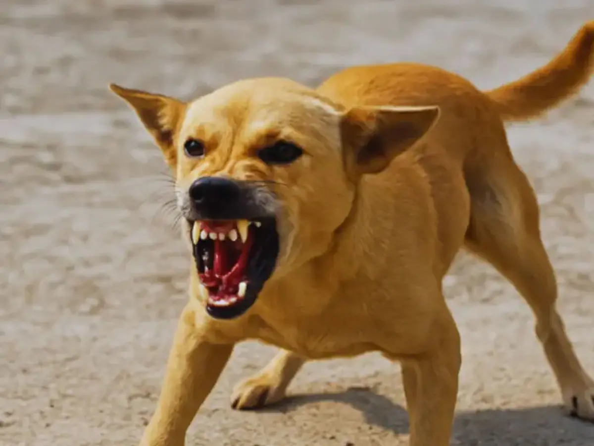 कोटा में आवारा कुत्तों का आतंक, 3 घंटे में 13 डॉग बाइट के मामले पहुंचे अस्पताल