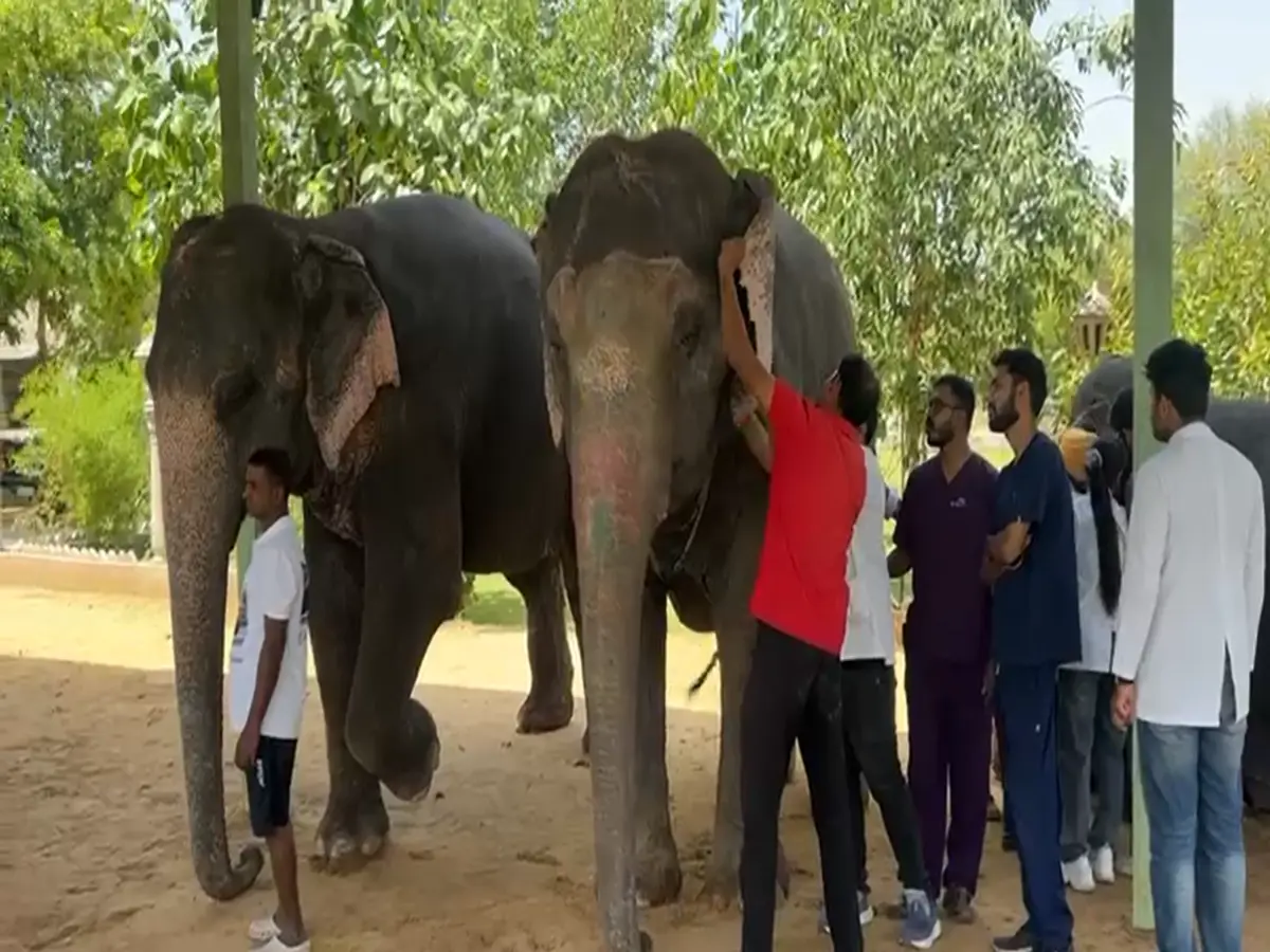 आमेर में हाथियों का हेल्थ टेस्ट! अनफिट पाए गए तो सफारी पर लगेगी रोक