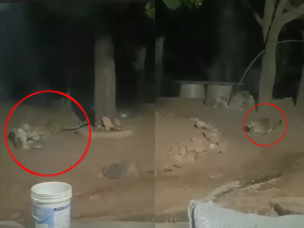 जयपुर ग्रामीण में बघेरे का आतंक, रात के अंधेरे में कुत्ते का किया शिकार, वीडियो वायरल