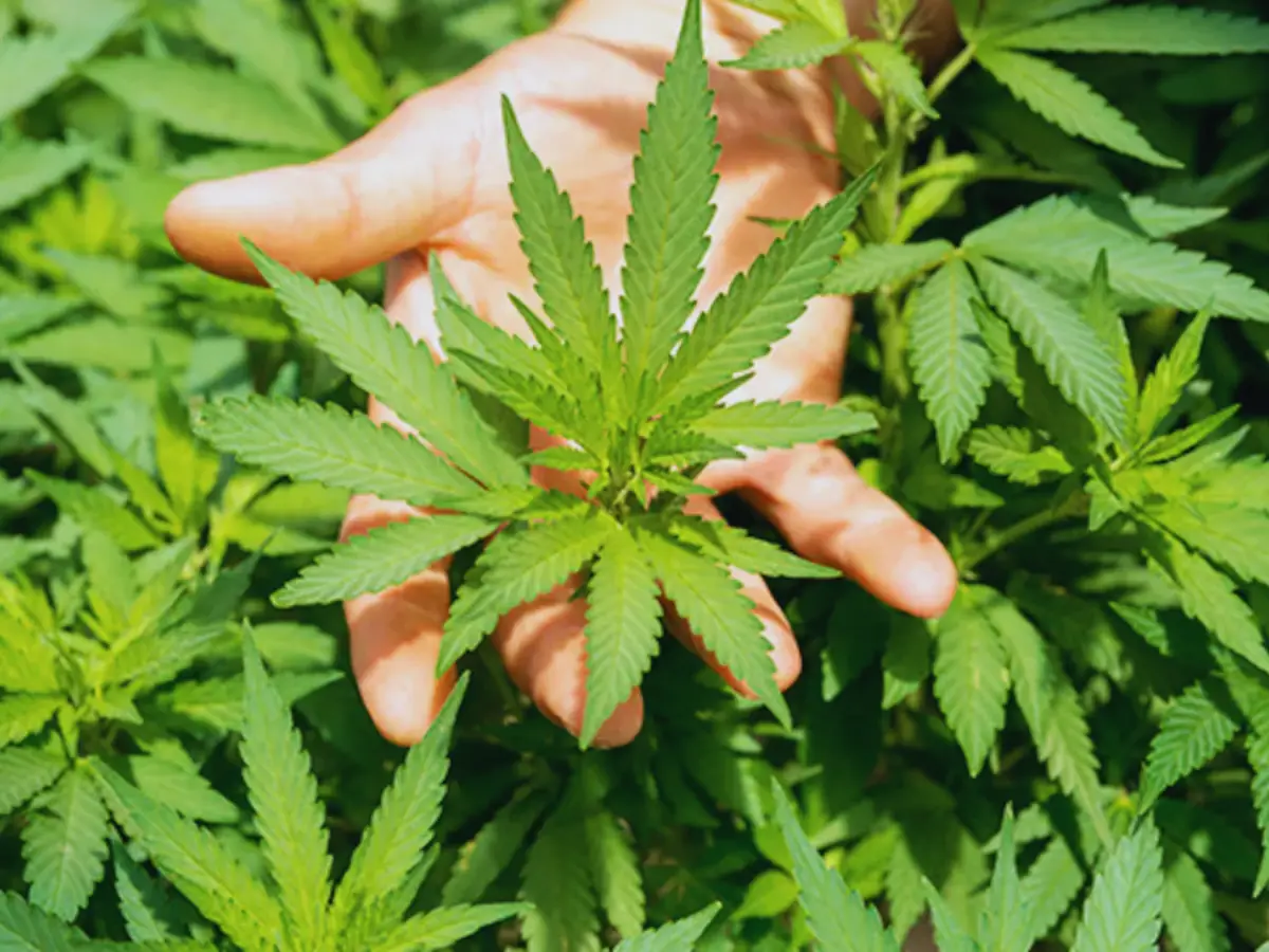 राजस्थान में ANTF की बड़ी कार्रवाई, 10 करोड़ की अवैध गांजा फसल नष्ट, 7 आरोपी गिरफ्तार