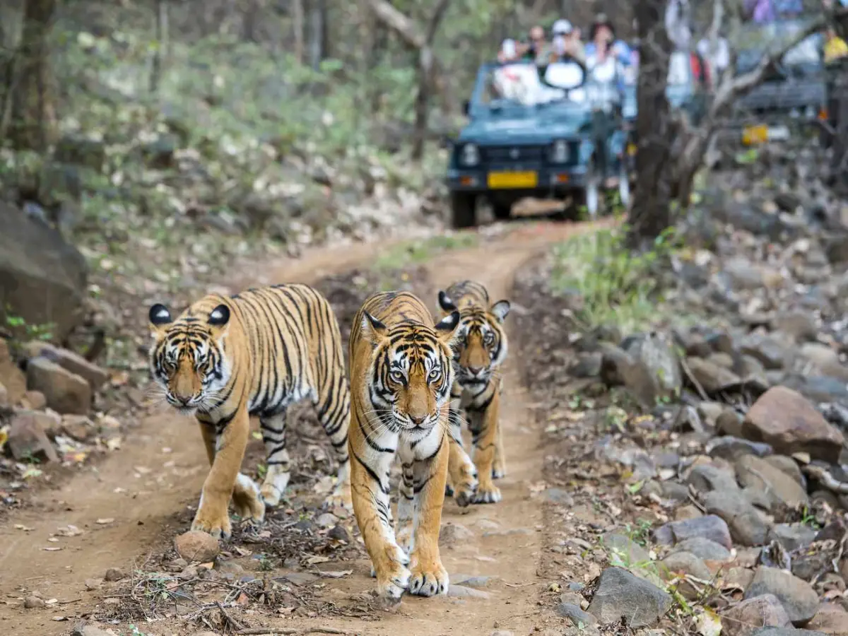 रणथंभौर में बनेगा नया सफारी पार्क! वन विभाग ने भेजा बड़ा प्रस्ताव, टूरिज्म को मिलेंगे पंख