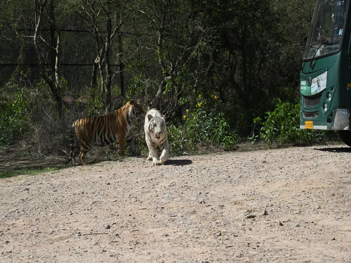 Rajasthan: जन्म के बाद मां ने छोड़ा साथ, अब जिंदगी की जंग जीतकर जंगल पर राज करेंगे 'भीम-स्कंधी'