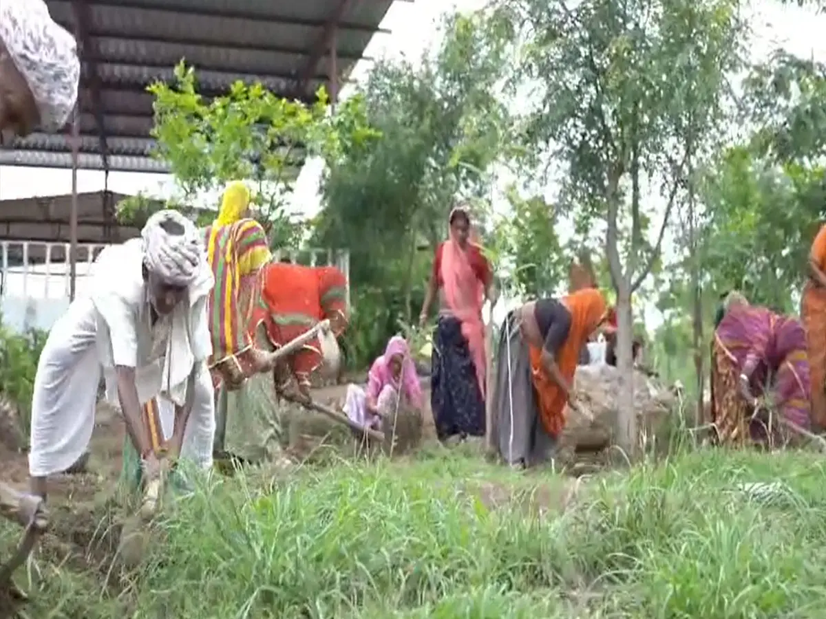 राजसमंद में हरियाली की क्रांति! 213 पंचायतों में तैयार होंगी लाखों पौधों की नर्सरी