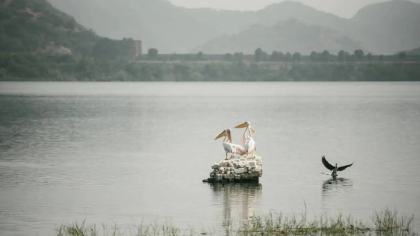 Jaipur Jal mahal