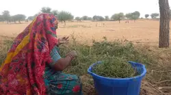 क्या आपको पता है राजस्थान में किन इलाकों को कहा जाता है 'सांगरी के शहर'?