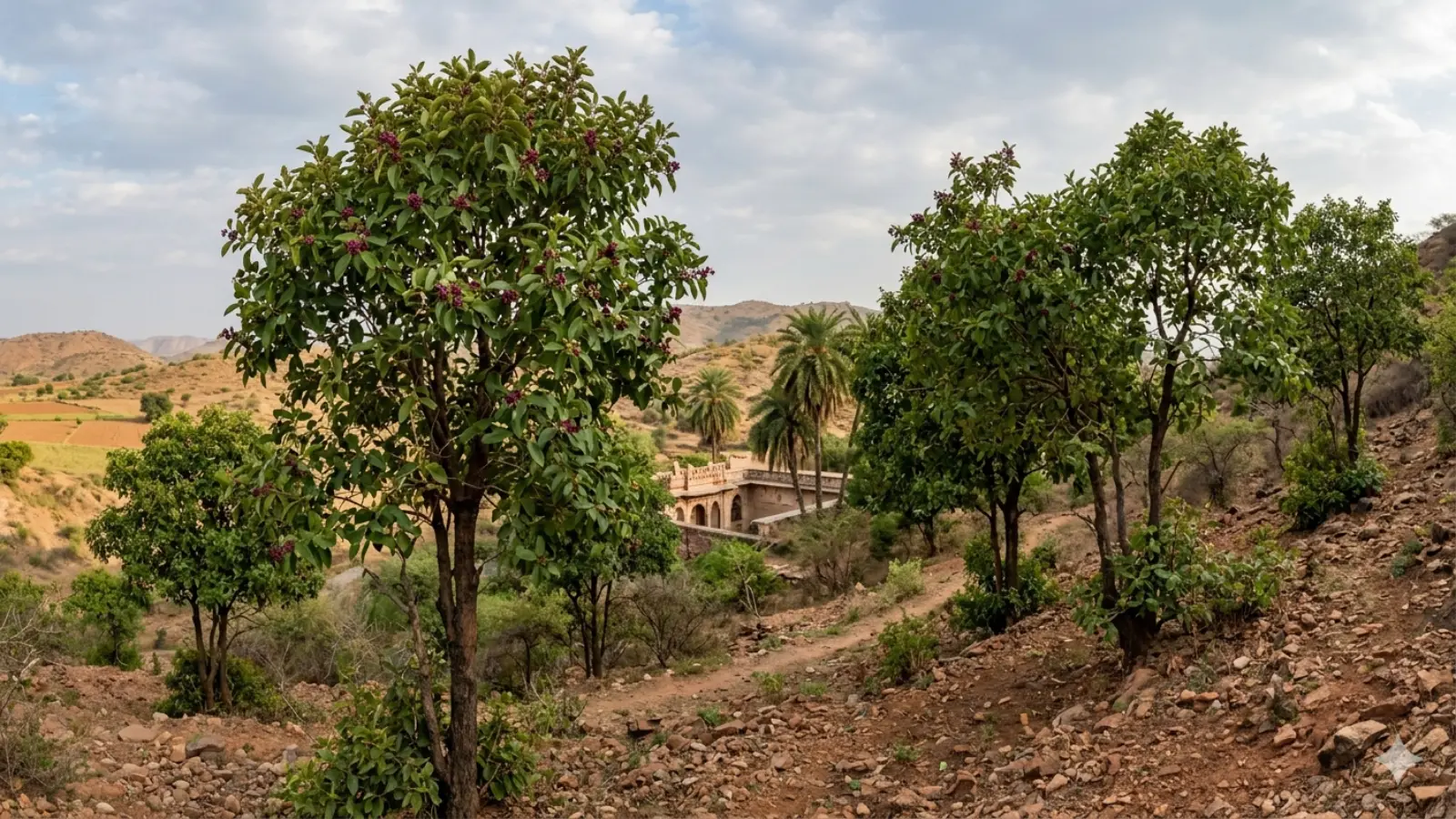 Chandan Ke tree|क्या आपको पता है राजस्थान में कहां हैं चंदन के पेड़?