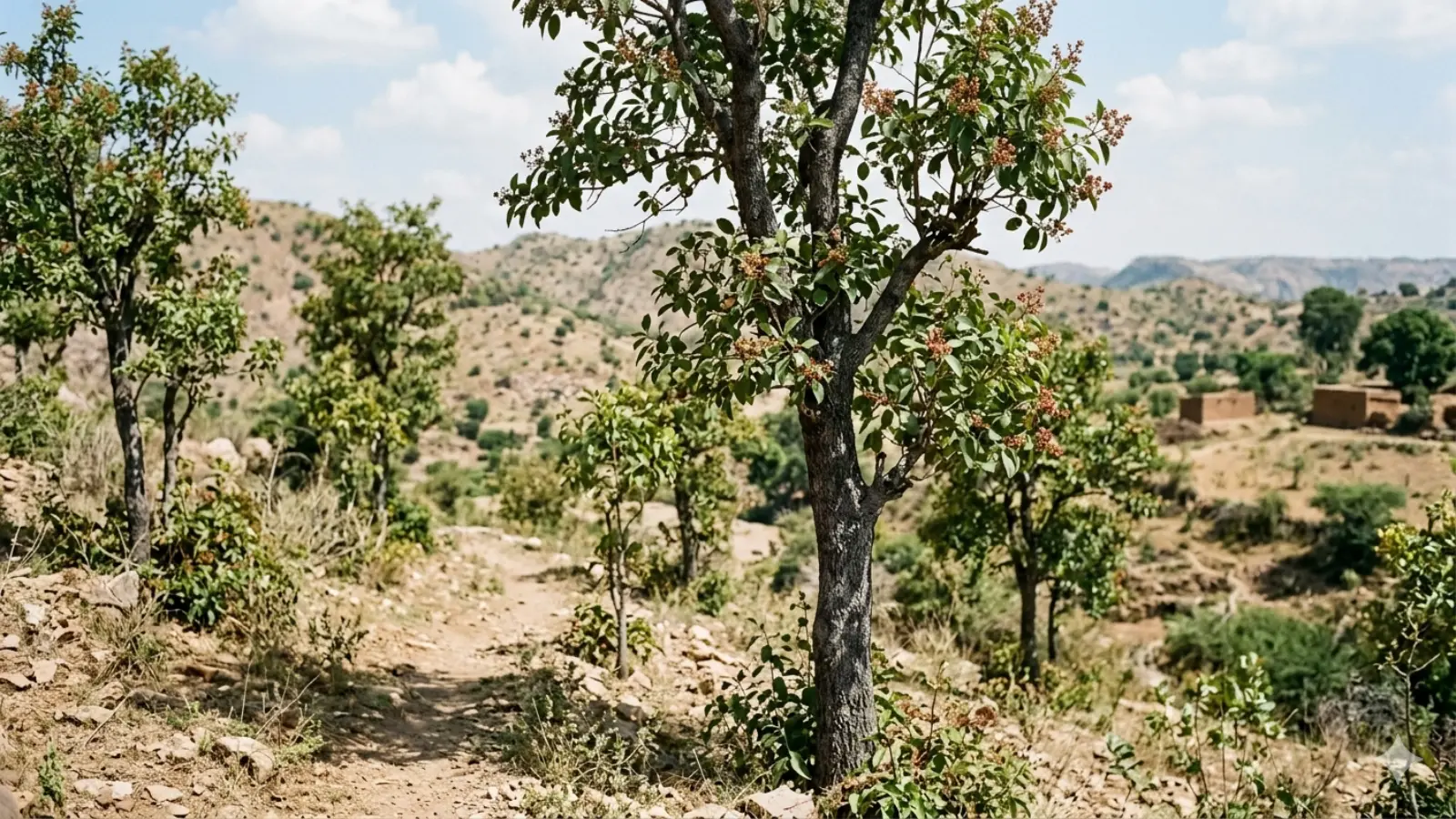 Chandan Ke tree|क्या आपको पता है राजस्थान में कहां हैं चंदन के पेड़?