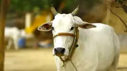 जैसलमेर में हैवानियत की हदें पार, गौ माता पर धारदार हथियार से हमला, लहूलुहान हालत में घर लौटी गाय