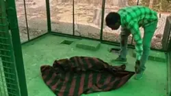 घर में घुसे तेंदुए को लाठी-डंडों से पीटकर उतारा मौत के घाट, वन विभाग-पुलिस के सामने शव जलाने की कोशिश