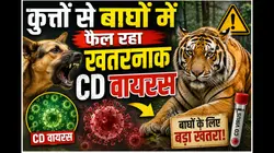 कुत्तों से बाघों में फैल रहा खतरनाक CD वायरस,जोधपुर में भेड़िए की मौत के बाद राजस्थान के टाइगर रिजर्व में एडवाइजरी जारी