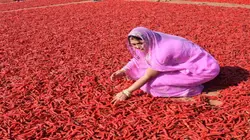 क्या आप जानते हैं? राजस्थान का यह शहर अपनी मिर्चों के लिए है दुनिया में फेमस!