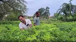 झुंझुनूं में बारिश से किसानों के खिले चेहरे, खेतों में लौटी हरियाली