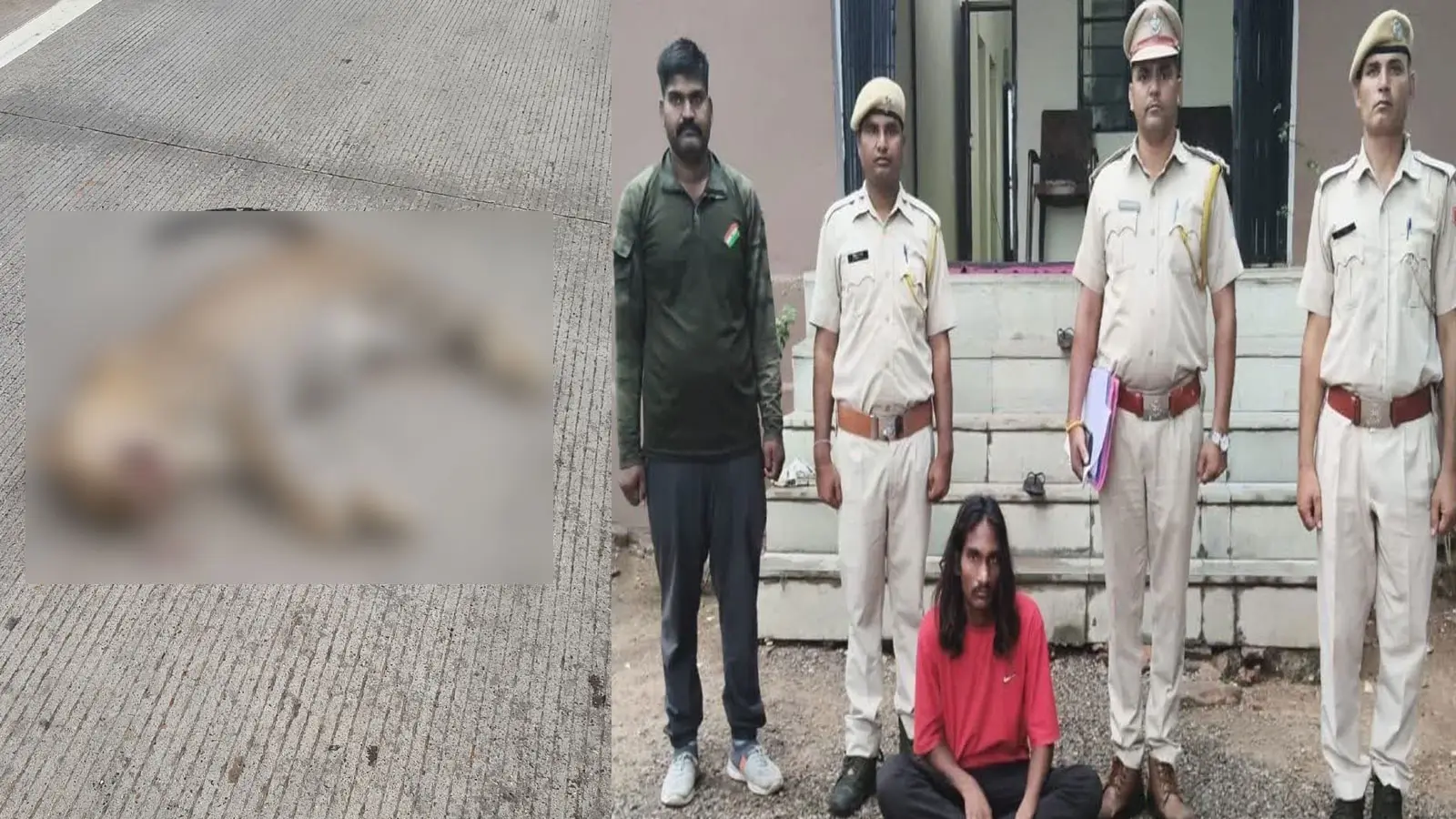 कोटा में मुकुंदरा में पैंथर की दर्दनाक मौत का खुलासा, शिकारी फंदा लगाने वाला आरोपी गिरफ्तार