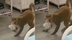 राजकीय अस्पताल के महिला वार्ड में घुसा बंदर: सामान उठाकर ले जाने का VIDEO वायरल, मरीजों में डर का माहौल