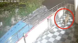 अलवर में बघेरे की दहशत, घर की छत पर फिर दिखा शिकारी, CCTV में कैद हुई तस्वीर